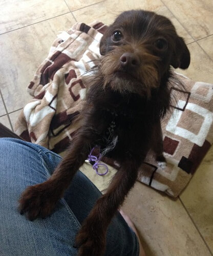 Photo of small brown dog sitting up.