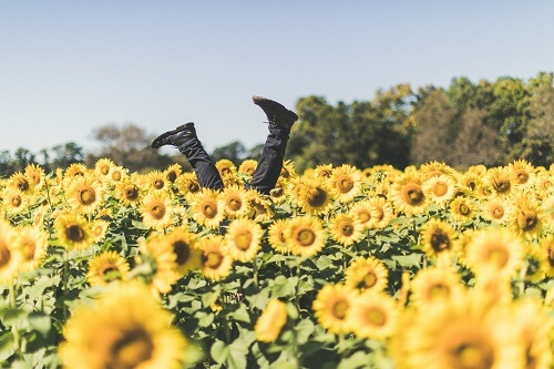 A mans feet sticking up out of a sunflower field.